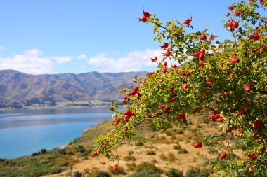 Lake Hawea in New Zealand. Otago district landscape. Hawthorn (Latin: Craetagus) fruits in the foreground, background is blurred. clipart