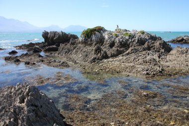 Yeni Zelanda, Güney Adası. kaikoura pitoresk Sahili.