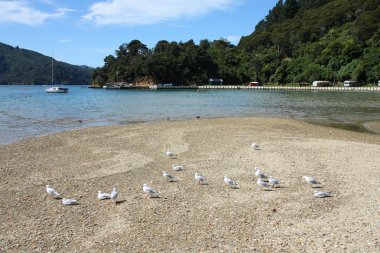 Kraliçe charlotte ses - Yeni Zelanda marlborough bölgesinde ünlü doğal turizm hedef