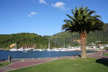 Palm tree in Picton, Marlborough region, New Zealand clipart