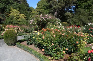 Christchurch botanik bahçeleri (Yeni Zelanda). Gül Bahçesi.