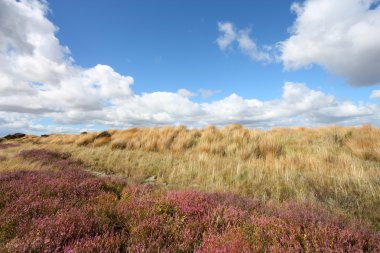 Yeni Zelanda waikato bölgedeki Heath. güzel yaz peyzaj.