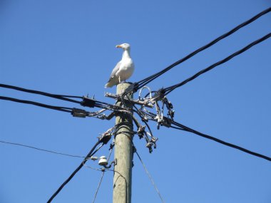 Elektrik yazı üzerine oturan Albatros