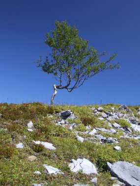 bükülmüş ve boğumlu birch. Norveç'te bodur ağacı.