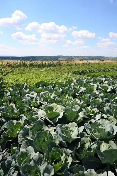 Cabbage fields — Stock Photo, Image