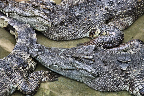 stock image Siamese crocodile