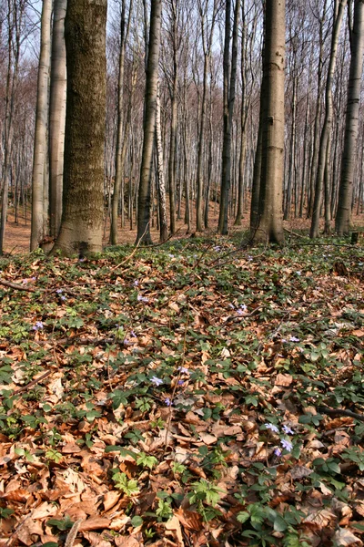 Early spring forest — Stok fotoğraf