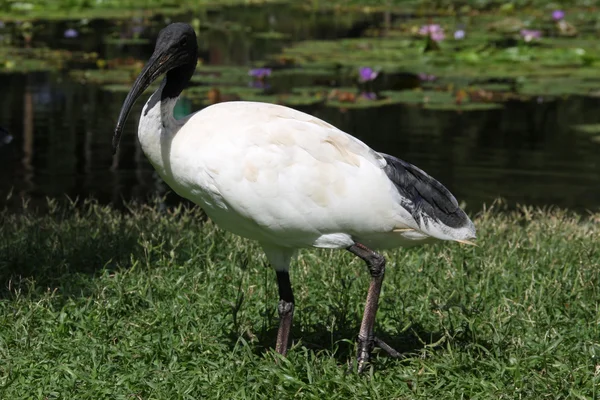 Австралійський білий ibis — стокове фото