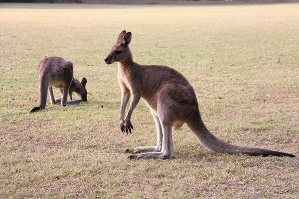 Kangaroos