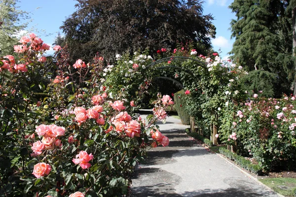 Christchurch Botanic Gardens Nueva Zelanda Jardín Rosas — Foto de Stock
