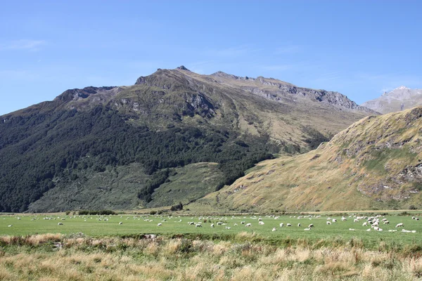 マウント アスパイア リング国立公園 ニュージーランドの羊と山 — ストック写真