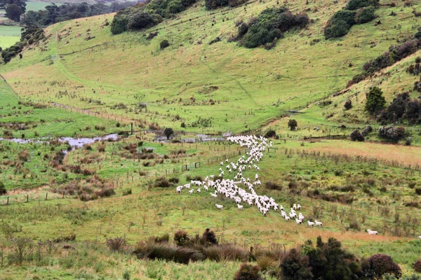 New Zealand Green Pastures Otago Region Grazing Sheep — Stock Photo, Image