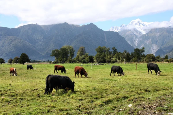 绿色草地和山景观包括奥拉基库克山厨师的南阿尔卑斯山 新西兰 Vista — 图库照片