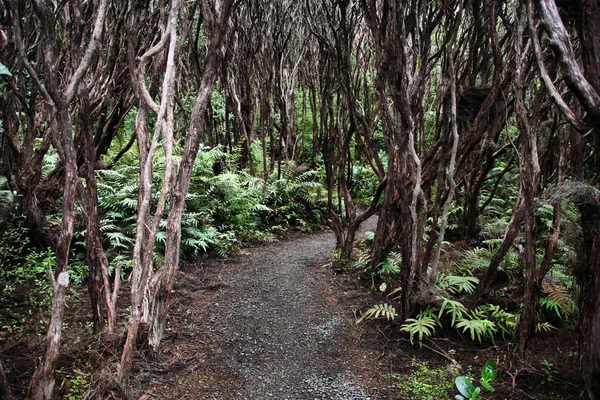 Nova Zelândia arbusto nativo — Fotografia de Stock