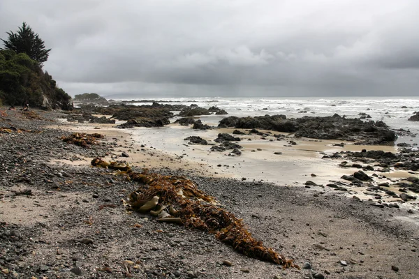 ニュージーランド カトリンズ サウスランド地方の一部です キュリオ ベイの岩が多い海岸に昆布 — ストック写真