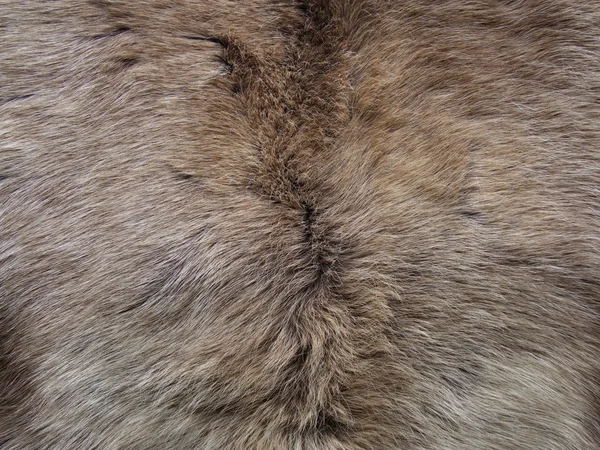 動物の毛皮の自然な背景 — ストック写真