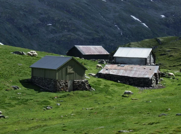 ノルウェーの小さな山のハムレット 牧草地と羊 — ストック写真