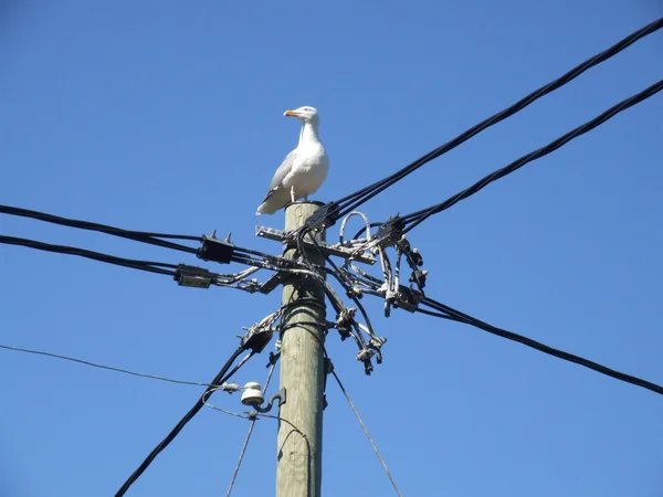 Albatros, siedząc na post elektryczne — Zdjęcie stockowe