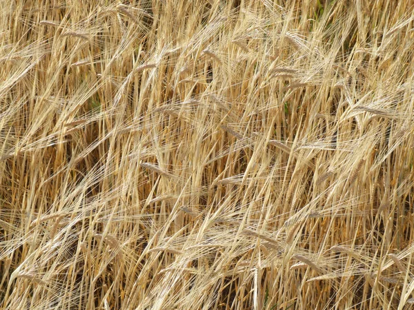 Fält för korn - bakgrund — Stockfoto
