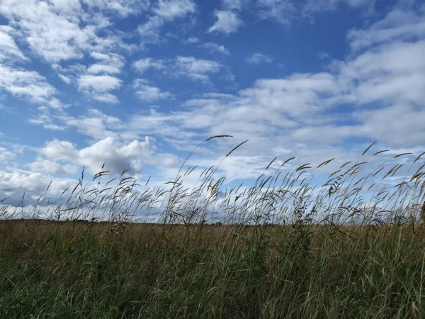 Vacker himmel och vilda gräs — Stockfoto