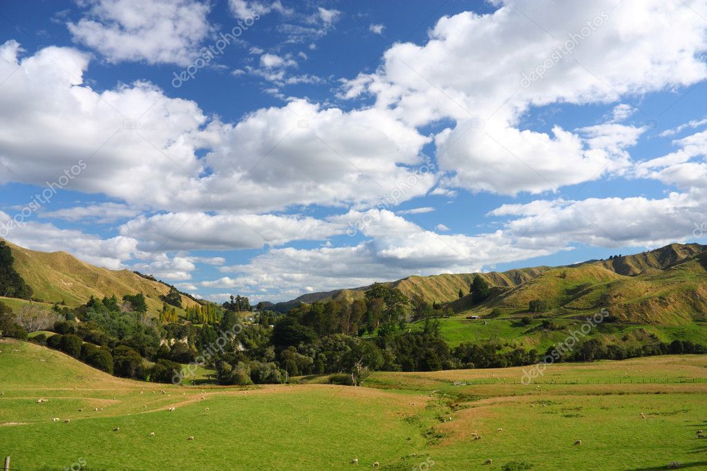 Hills and meadows of New Zealand. Green pastures with sheep grazing in Wanganui district.
