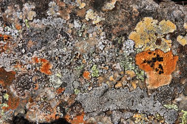 Colorful lichen on a rock in Iceland. Natural background texture. clipart