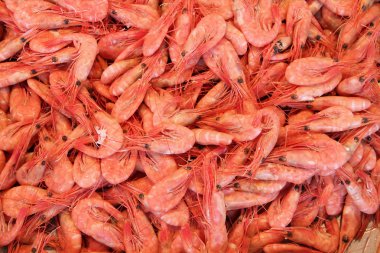 Shrimps clipart