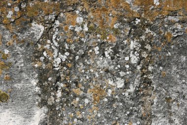 Lichen covered wall