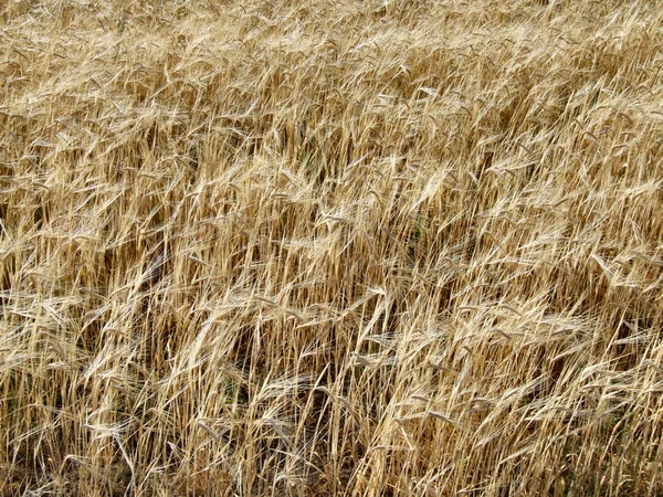 Fields Barley Agriculture Farming Background — Stock Photo, Image
