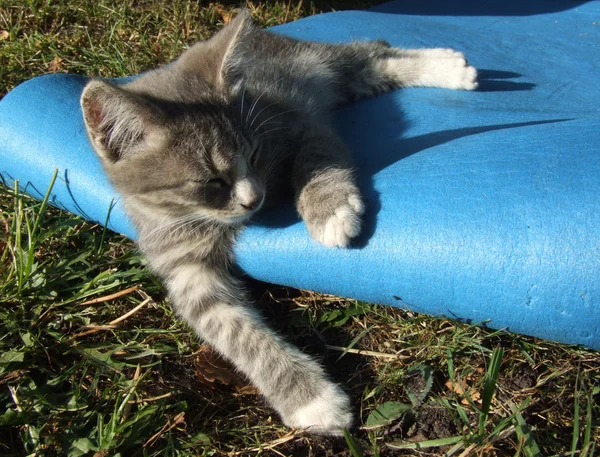 Kattunge sover på en blå matta — Stockfoto