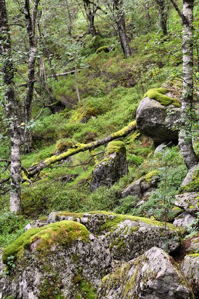 ノルウェー ローガラン郡 有名な Preikestolen に歩道の横にある森林 — ストック写真