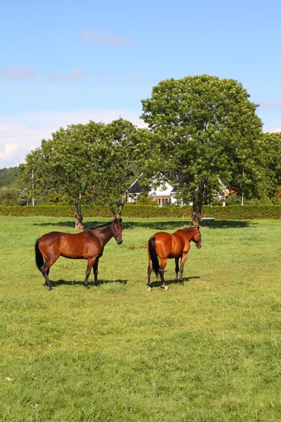 Koně Farmě — Stock fotografie