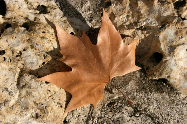 Października liść — Zdjęcie stockowe