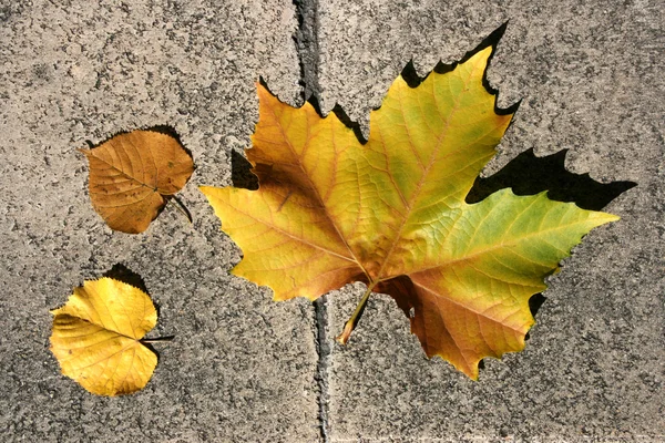 Maple Tree Leaf Autumn Object Stone Background — Stock Photo, Image