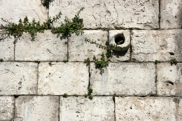 Old Limestone Wall Background Weeds Growing Old Building — Stock Photo, Image