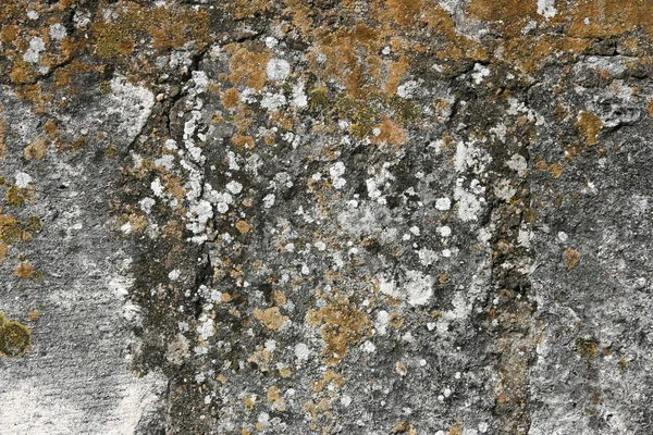 Lichen covered wall — Stockfoto