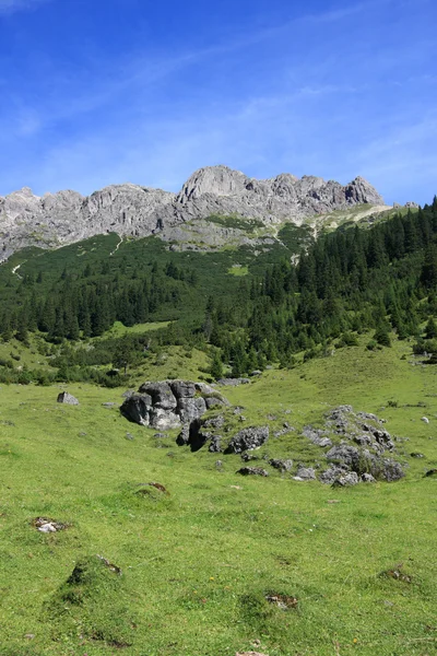 Alpina äng — Stockfoto