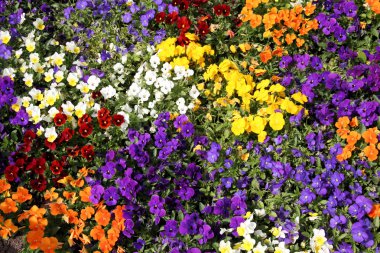 Colorful pansy flower background. Beautiful pansies in a flower bed.