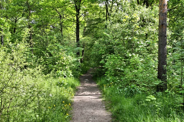 Estocolmo Suécia Parque Florestal Distrito Gardet Nome Oficial Ladugardsgardet — Fotografia de Stock