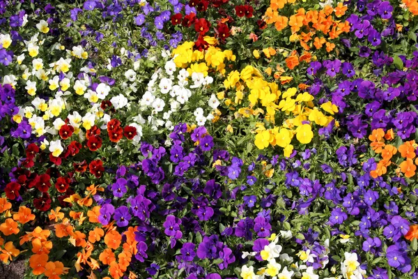 Bunte Stiefmütterchen Blume Hintergrund Schöne Stiefmütterchen Einem Blumenbeet — Stockfoto