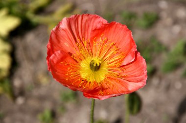 Iceland poppy flower clipart