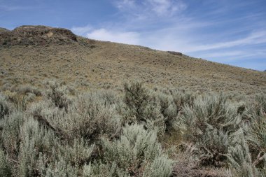 Steppe near Kamloops city in Canada (British Columbia). Sagebrush (artemisia tridentata). clipart