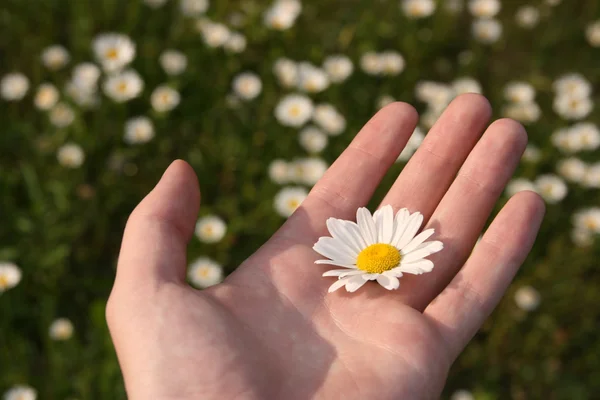 stock image Palm with a chamomile flower, other chamomiles in the blurry background.