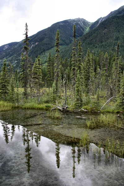Lake reflection — Stock Photo, Image