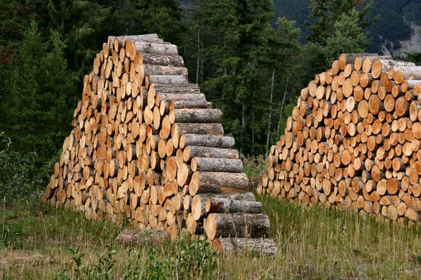 Brennholz gestapelt — Stockfoto