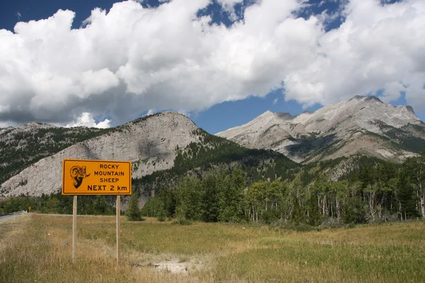 Rocky mountain schapen waarschuwing — Stockfoto