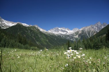 Rogers Pass in Canadian Rockies (Glacier National Park). Focus is on the white flowers. clipart