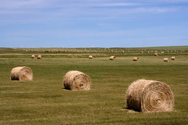 干し草の俵 夏の田園風景 アルバータの草原のフィールド — ストック写真