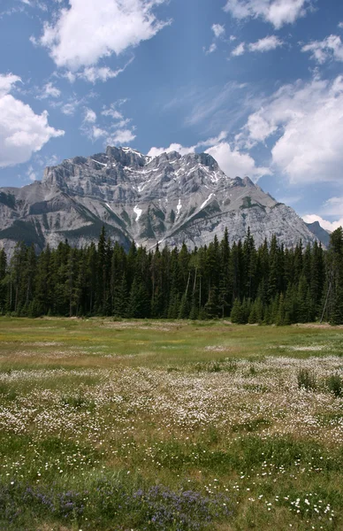 Альпийский луг в Канаде — стоковое фото