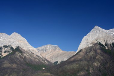 Yoho National Park of Canada - forested area of Rocky mountains with clearly visible dying trees due to epidemic of mountain pine beetle infestation (Dendrocton clipart